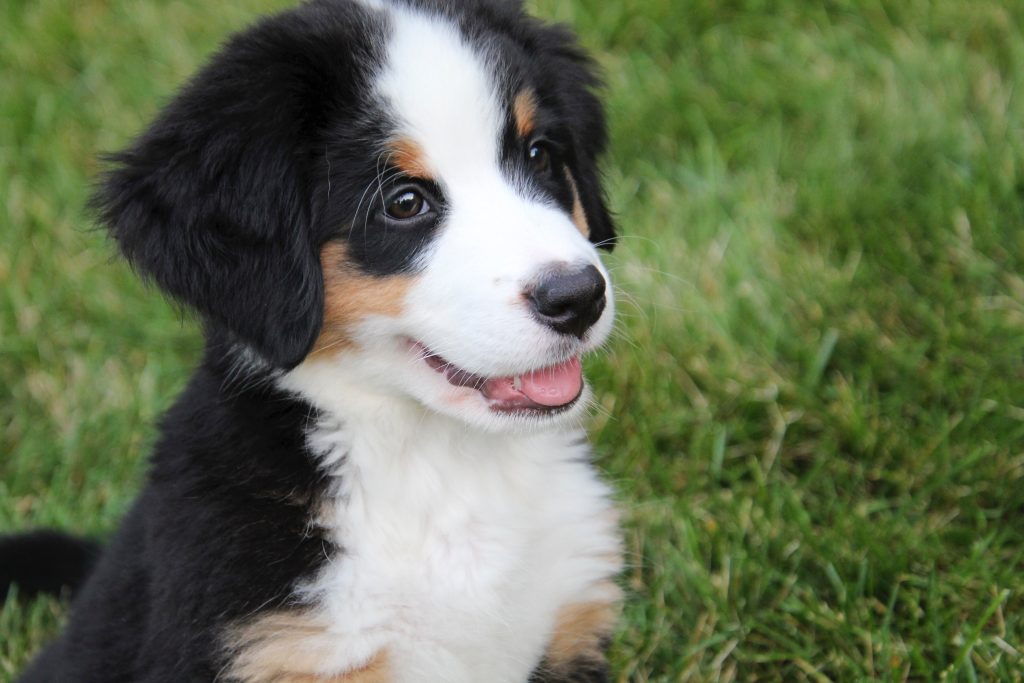 bernese mountain dog puppies in