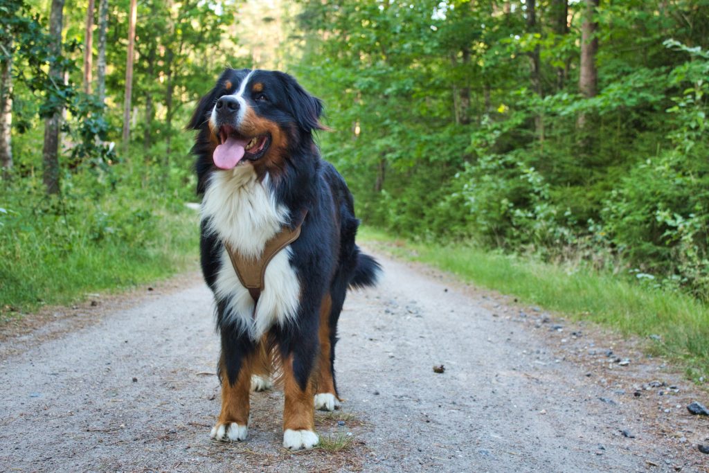 Bernese Mountain Dog Weight