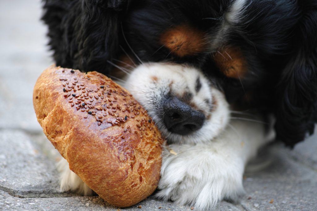 Best Food for Bernese Mountain