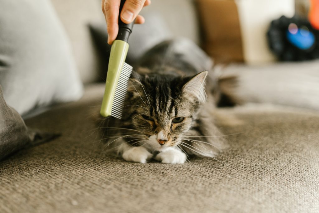 Brush a Maine Coon Cat