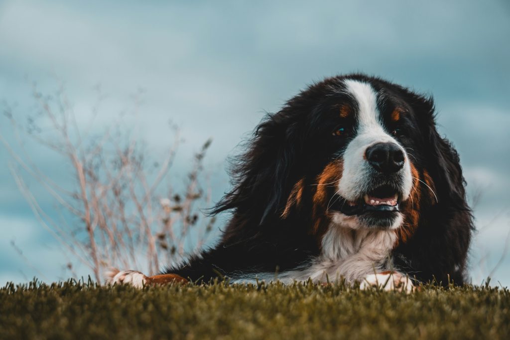 Cost of Feeding a Bernese Mountain Dog