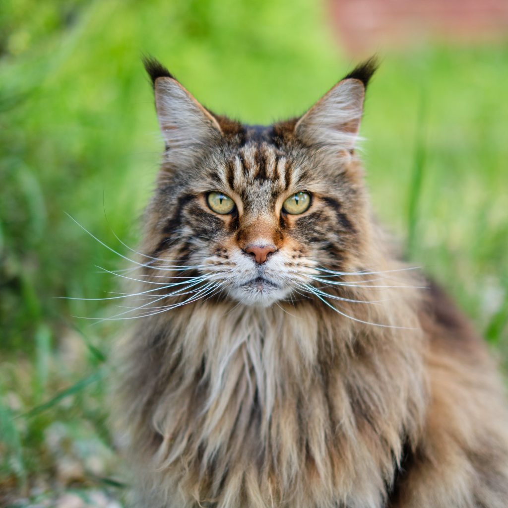 Health Issues in Maine Coon Cats 