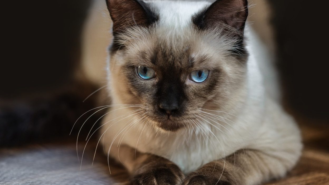 cat, ragdoll, resting