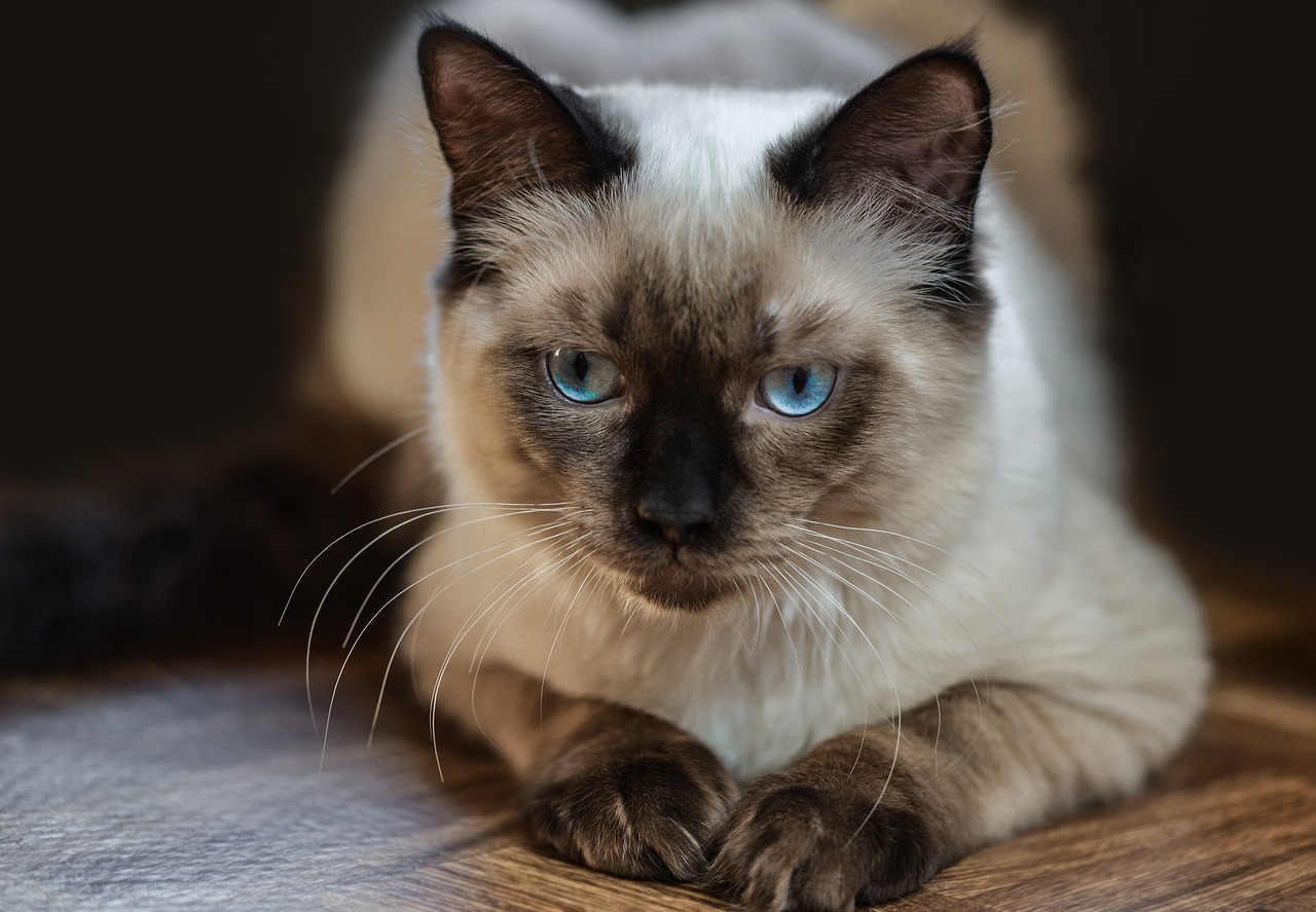 cat, ragdoll, resting