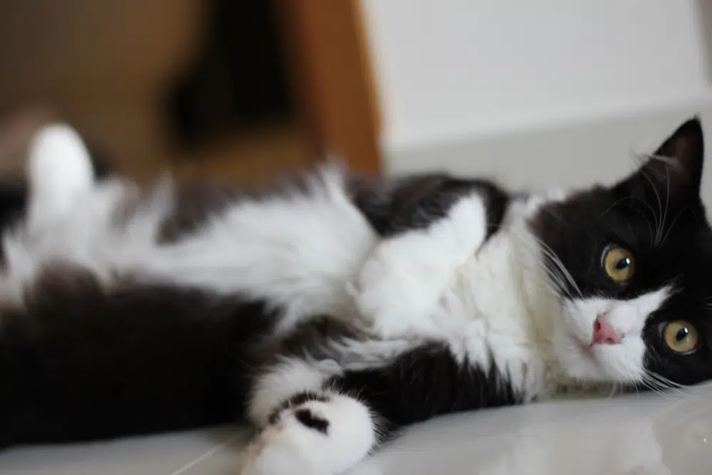 Tuxedo Ragdoll Cat Liao Zhiwo Henry Shutterstock.jpg