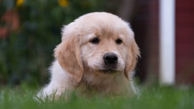 red golden retriever puppies​