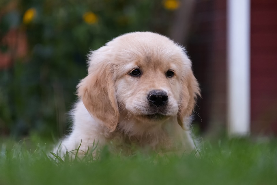 red golden retriever puppies​