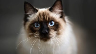 ragdoll personality and temperament