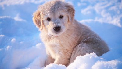 shot adorable white golden retriever puppy sitting snow 181624 44122