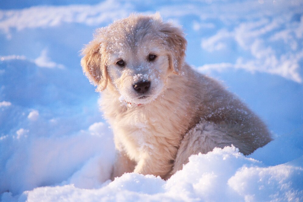 shot adorable white golden retriever puppy sitting snow 181624 44122